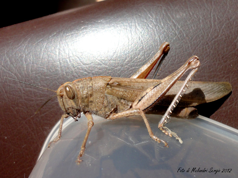 locusta (senza foto) probabile Anacridium aegyptium